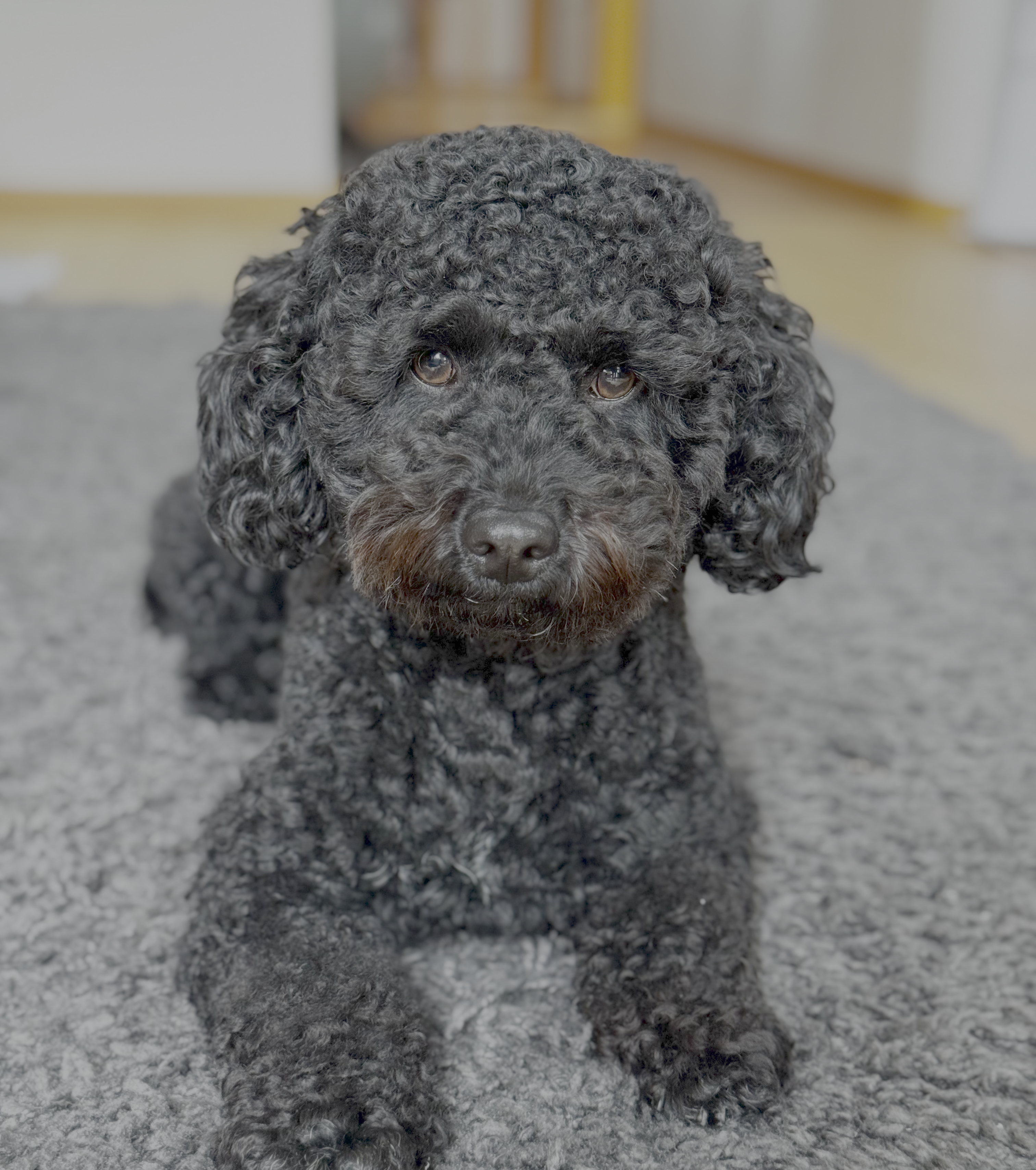 Moji - Office Maltipoo